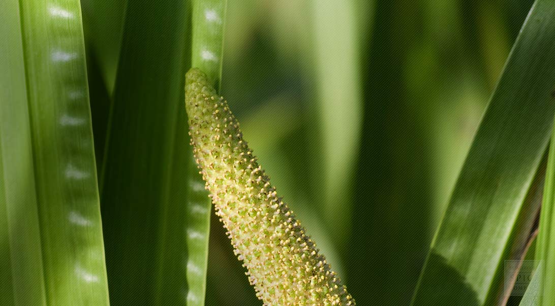 Calamus