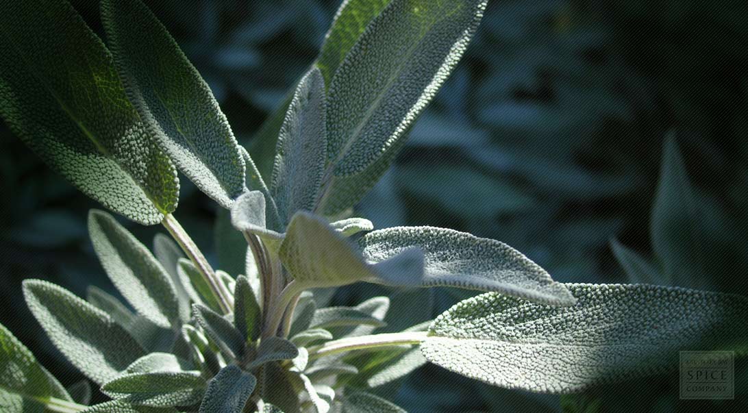 Sage