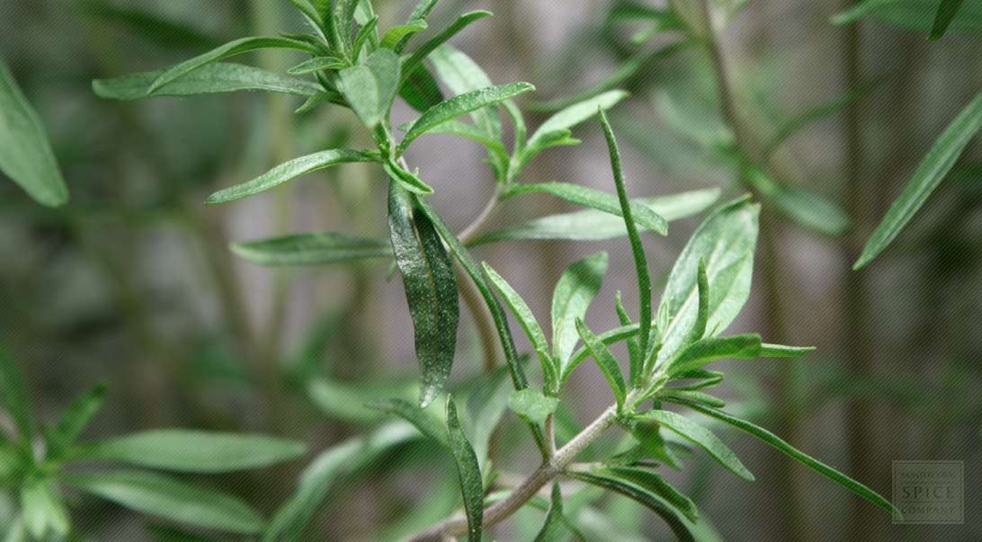 Dried Summer Savory Spice Wholesale Monterey Bay Herb Co
