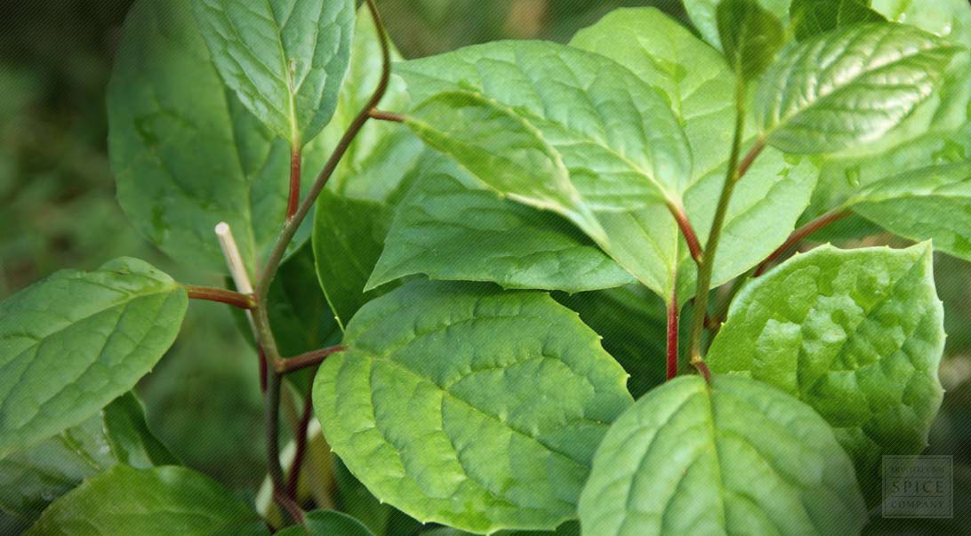 Schisandra