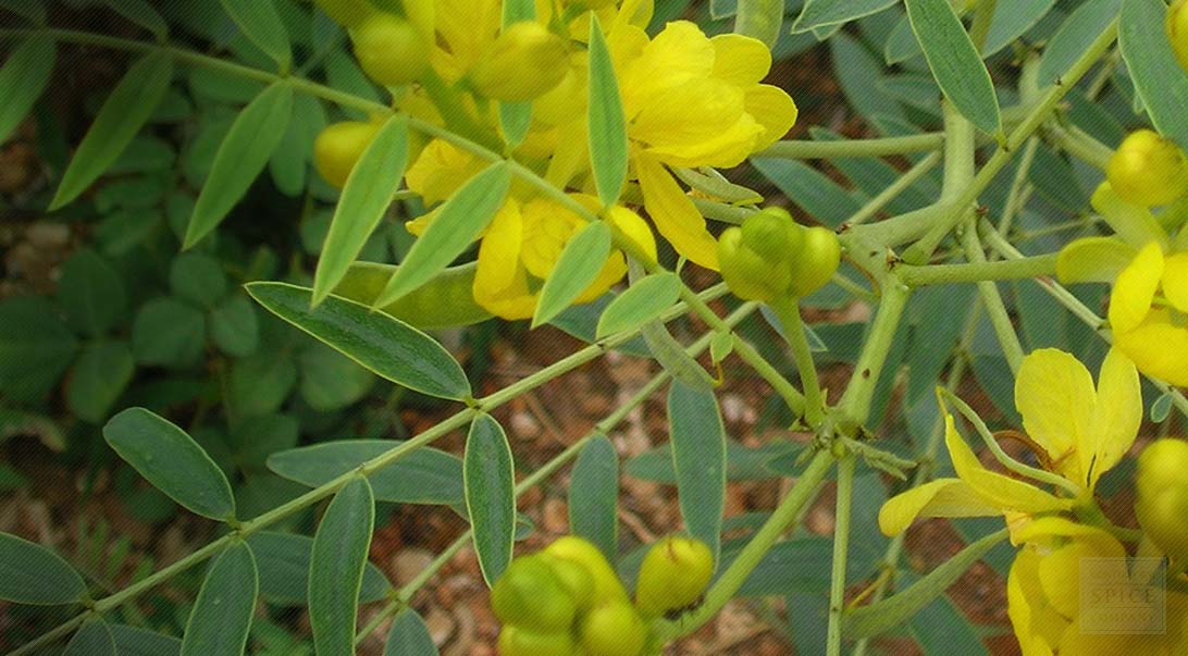Senna