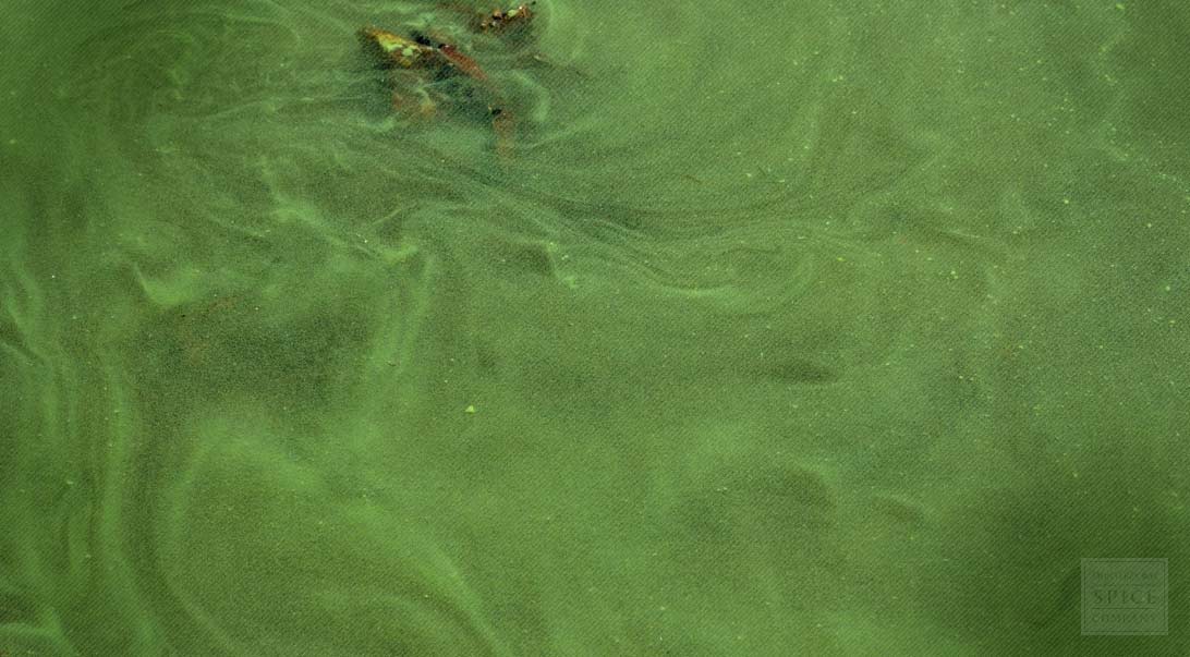 Spirulina