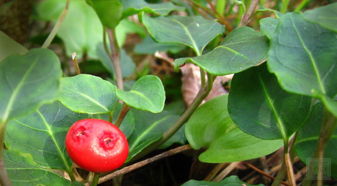 Buy Wholesale Squawvine Monterey Bay Herb Co