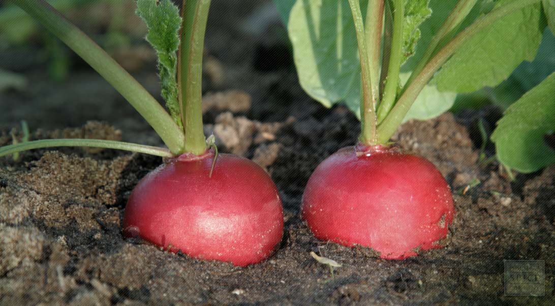 Monterey Bay Spice Co. Radish seed