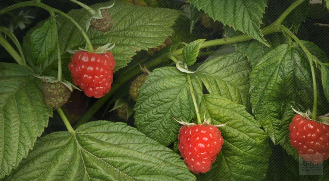 Red Raspberry Leaf and Red Raspberry Leaf Medicinal Properties