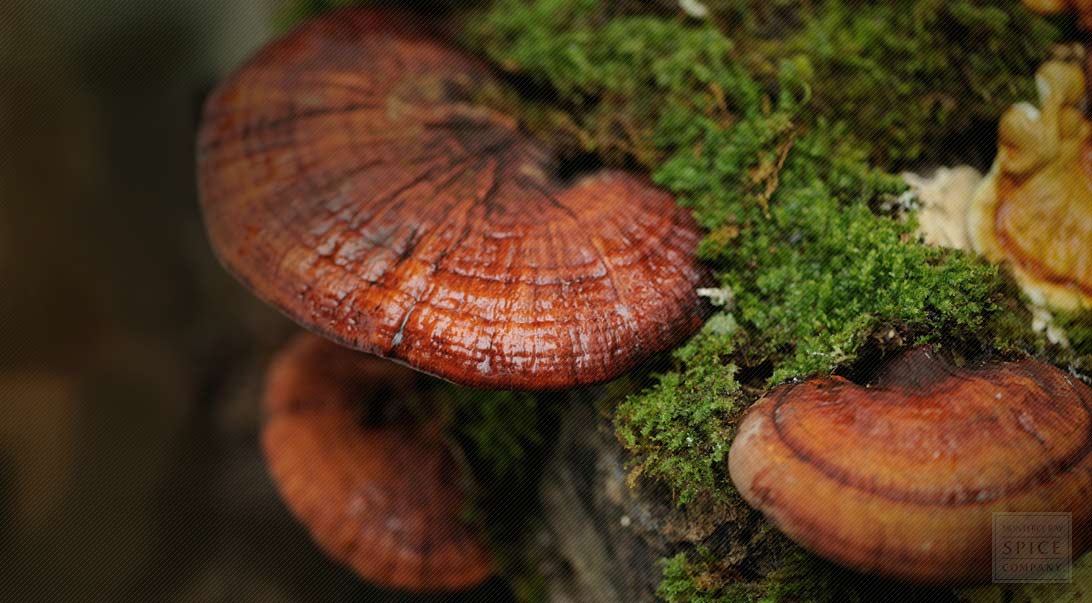 Wholesale Reishi mushroom | Monterey Bay Herb Co