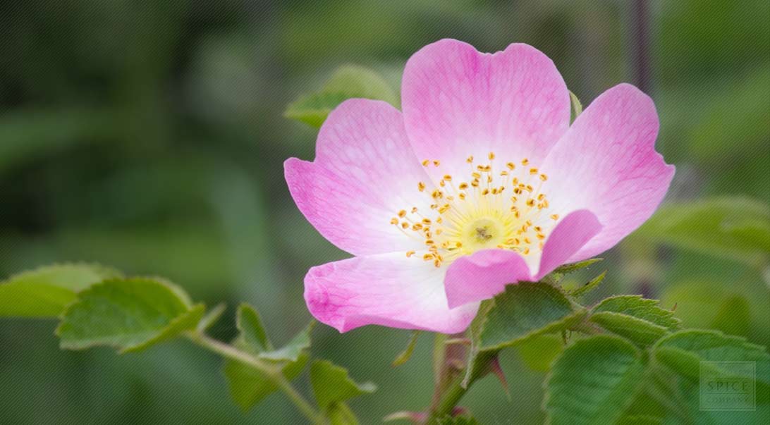 Rose buds