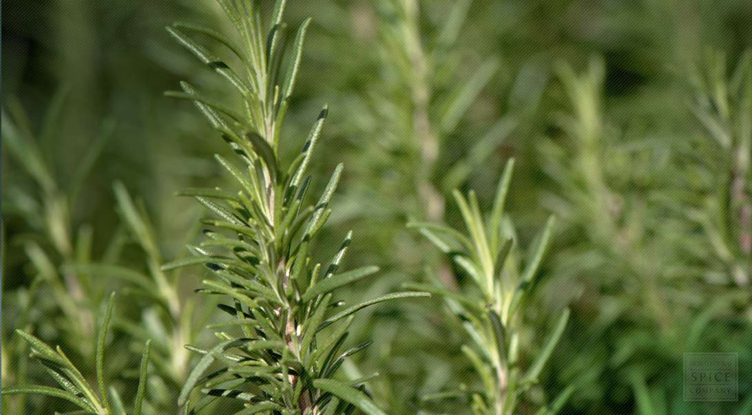 Rosemary