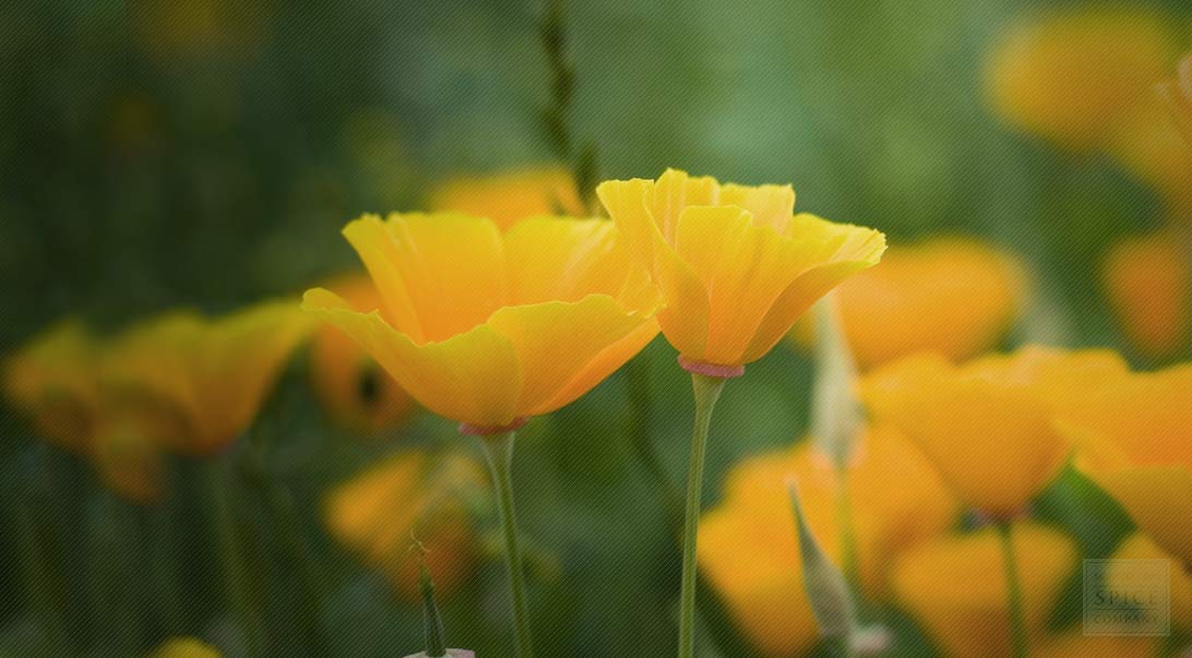 California poppy