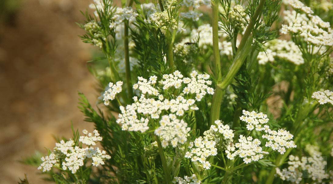 Caraway