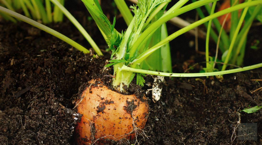 Carrot