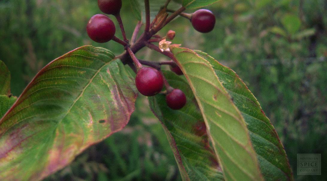 Cascara sagrada