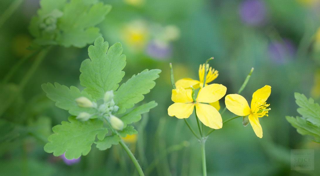 Celandine