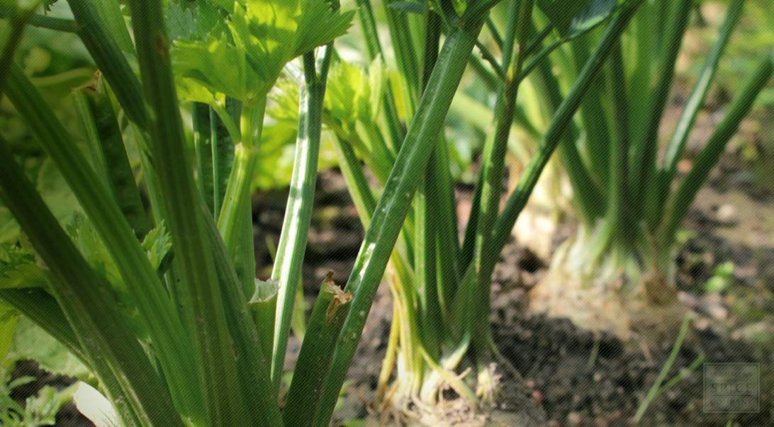 Celery
