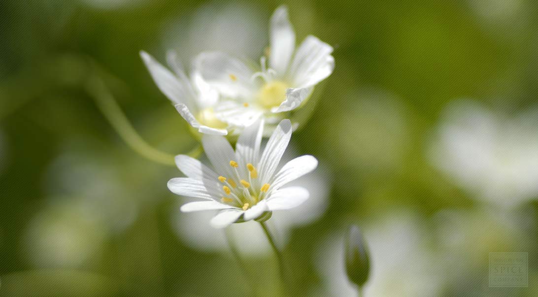 Chickweed