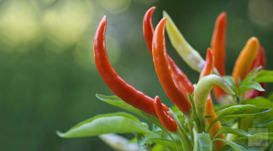 Chili pepper