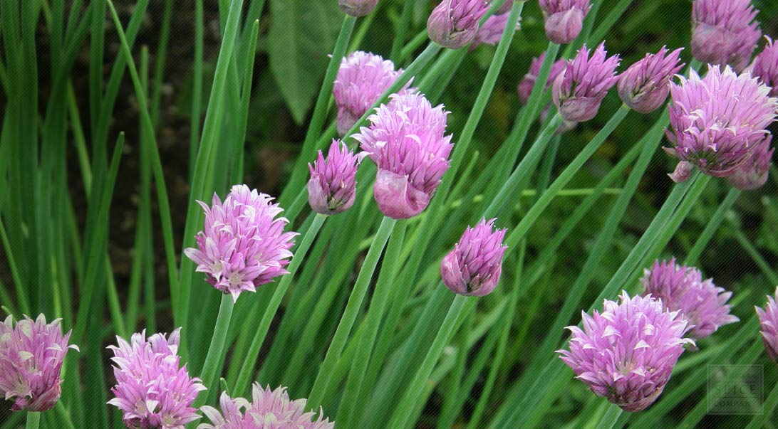 Chives