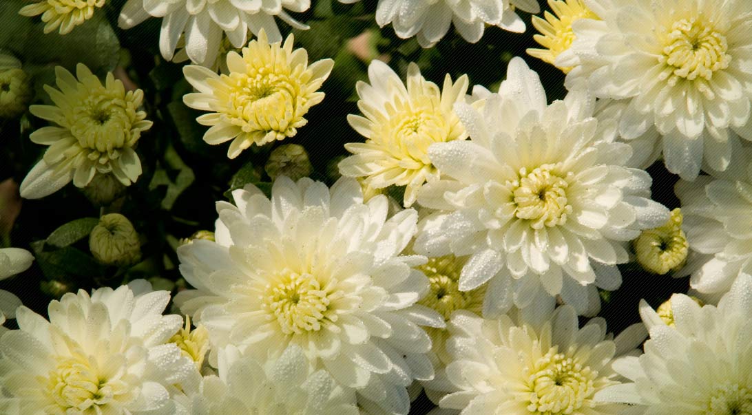 Wholesale Chrysanthemum