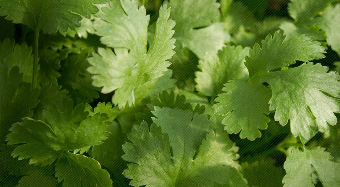 Cilantro