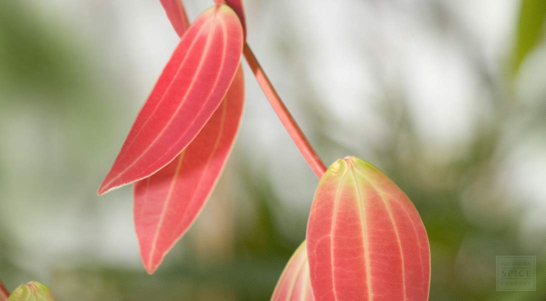 Cinnamon