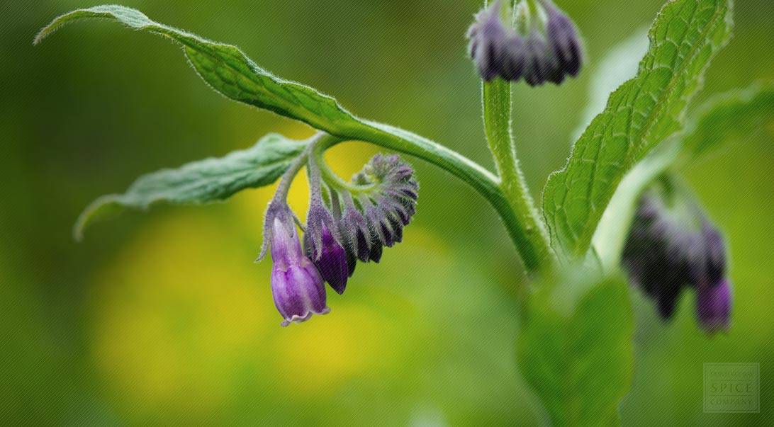 Comfrey