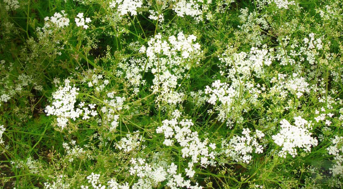 Cumin