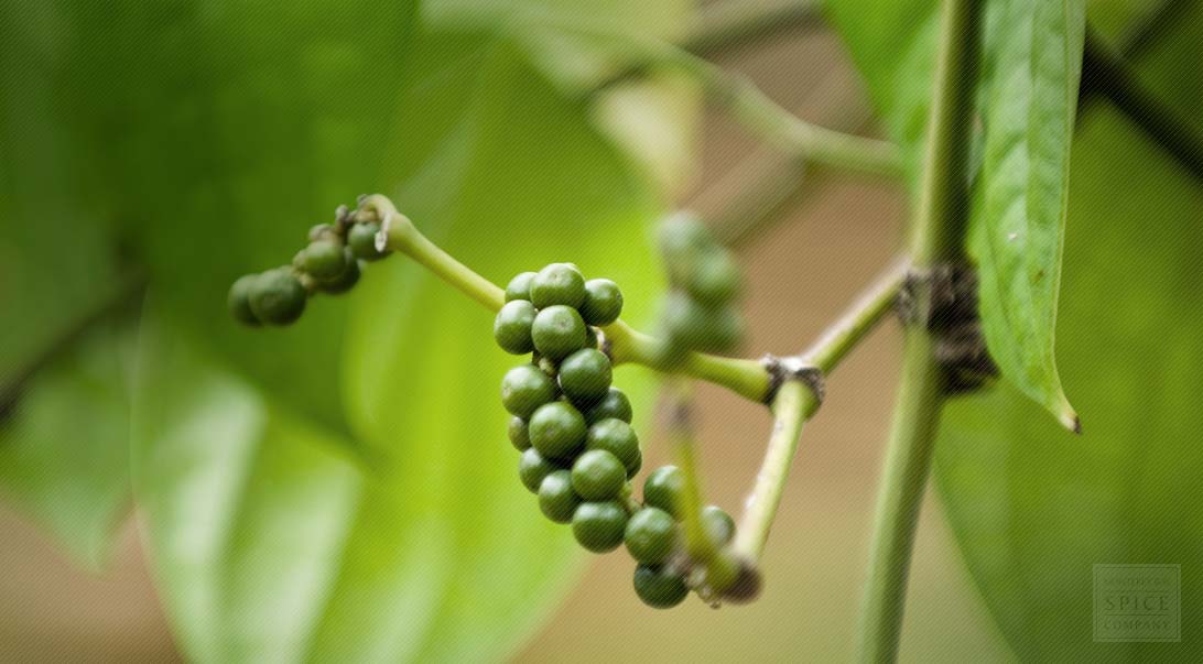 Peppercorn