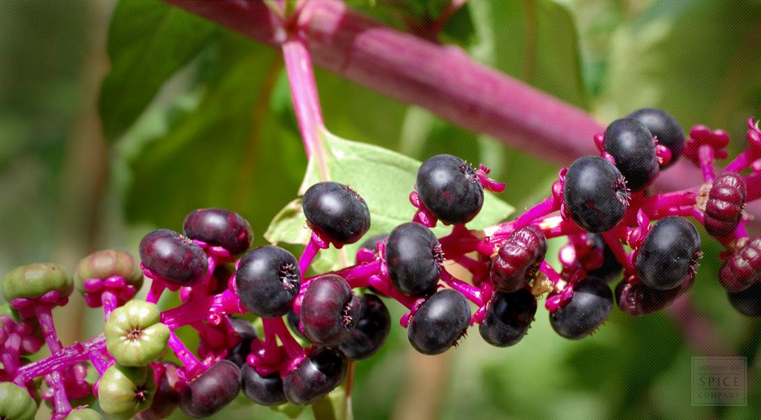 Poke Root Herbal Remedies, Buy Bulk Poke Root