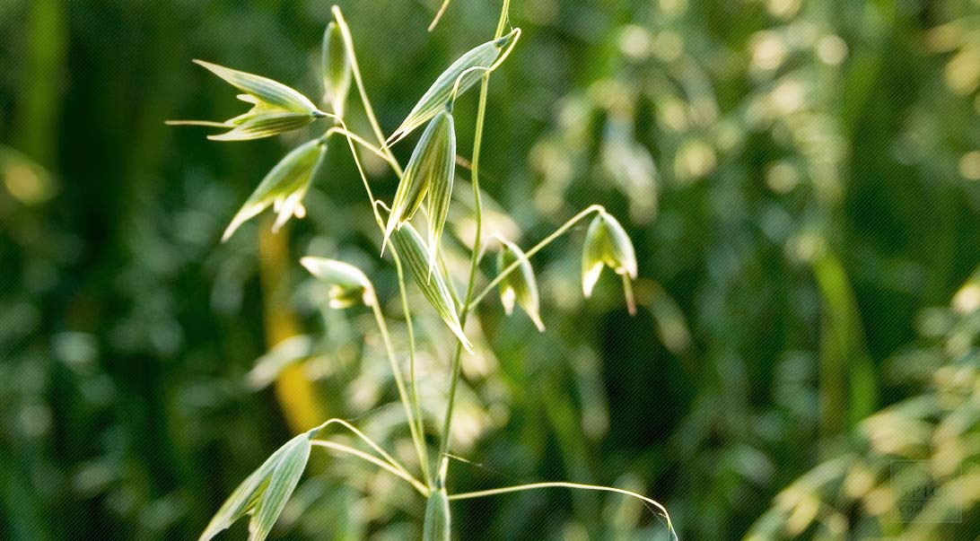 Frontier Bulk Oatstraw Green Tops - 1 lb bag