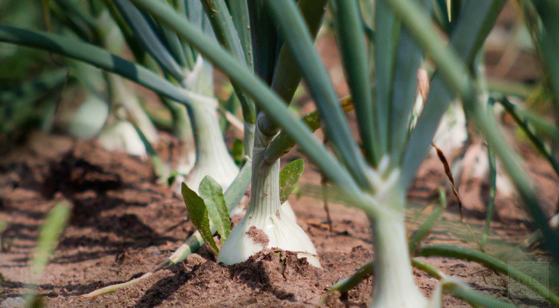 Onion