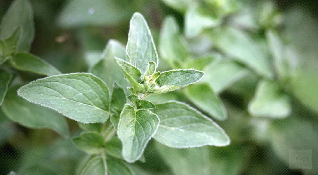Oregano
