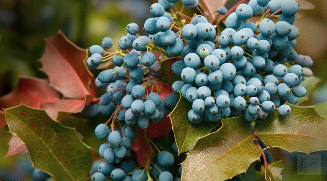 Oregon grape root