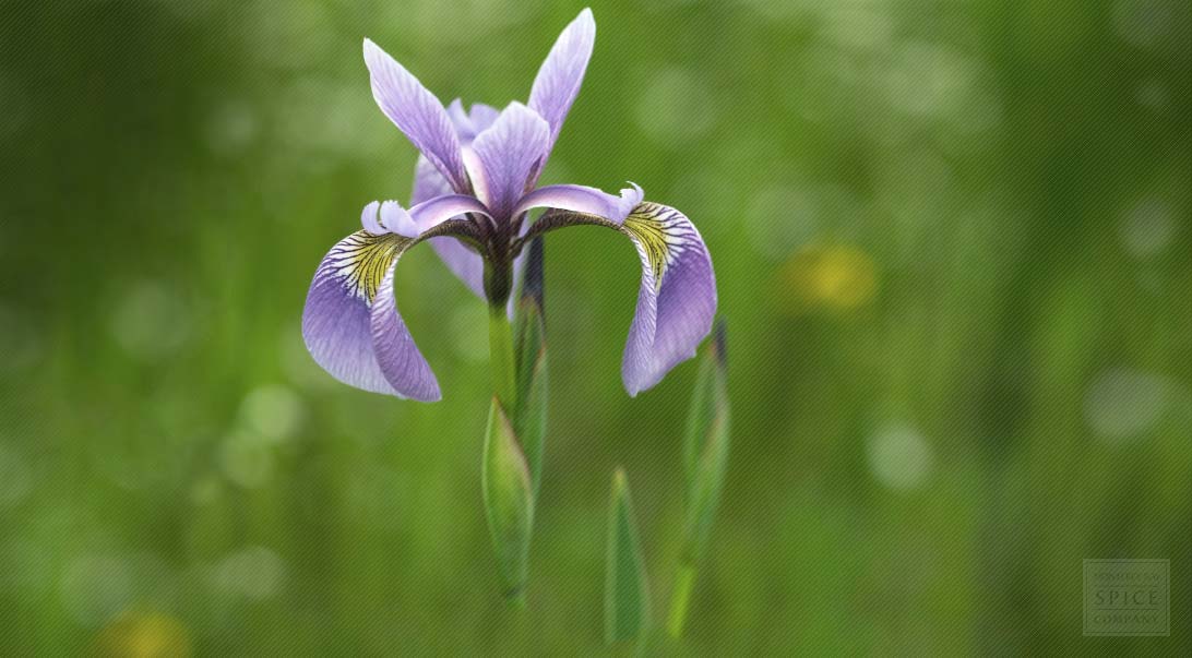 Orris root