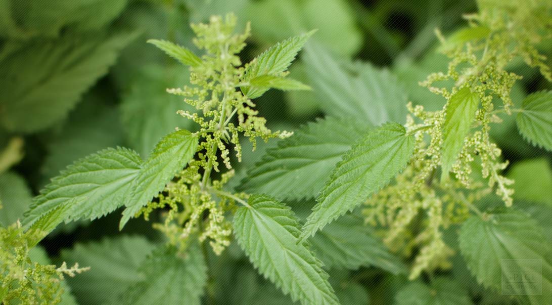 Nettle