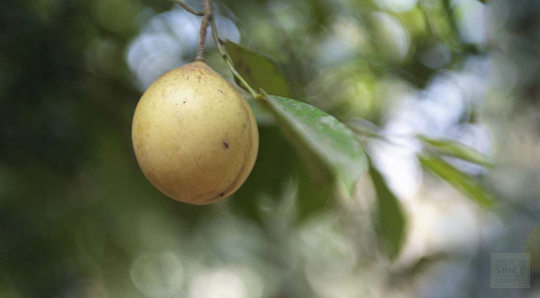 Nutmeg