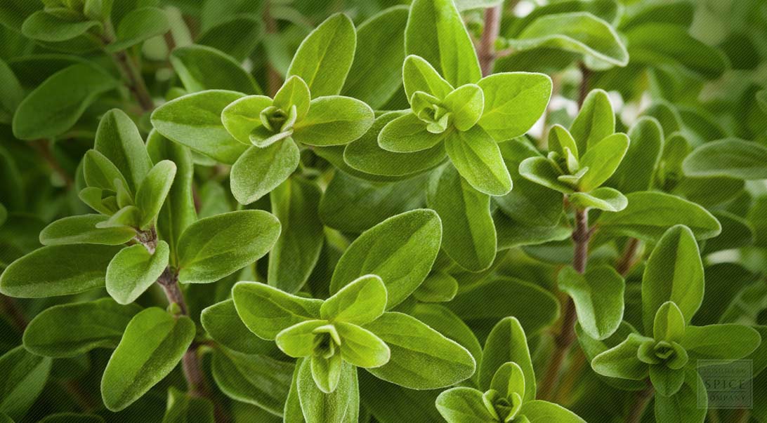 Marjoram