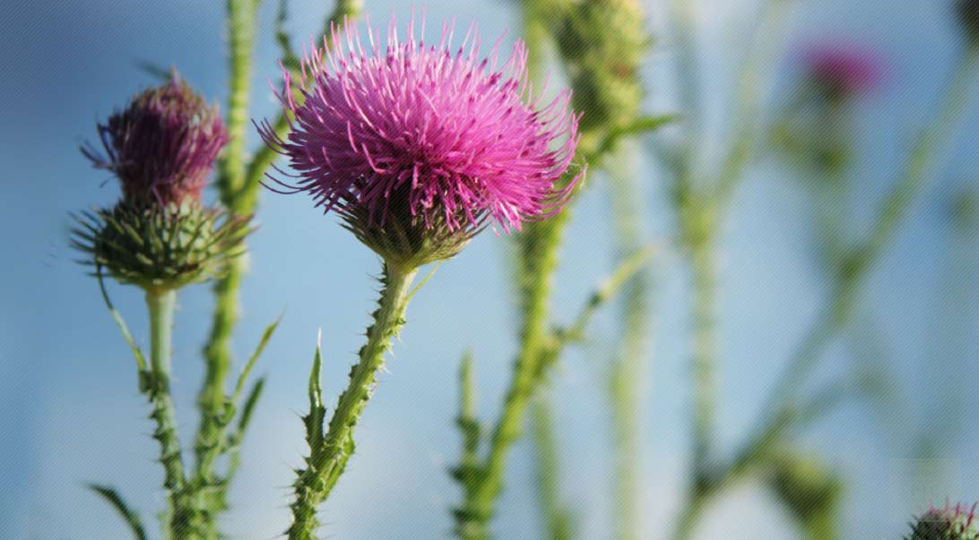 Organic Milk Thistle