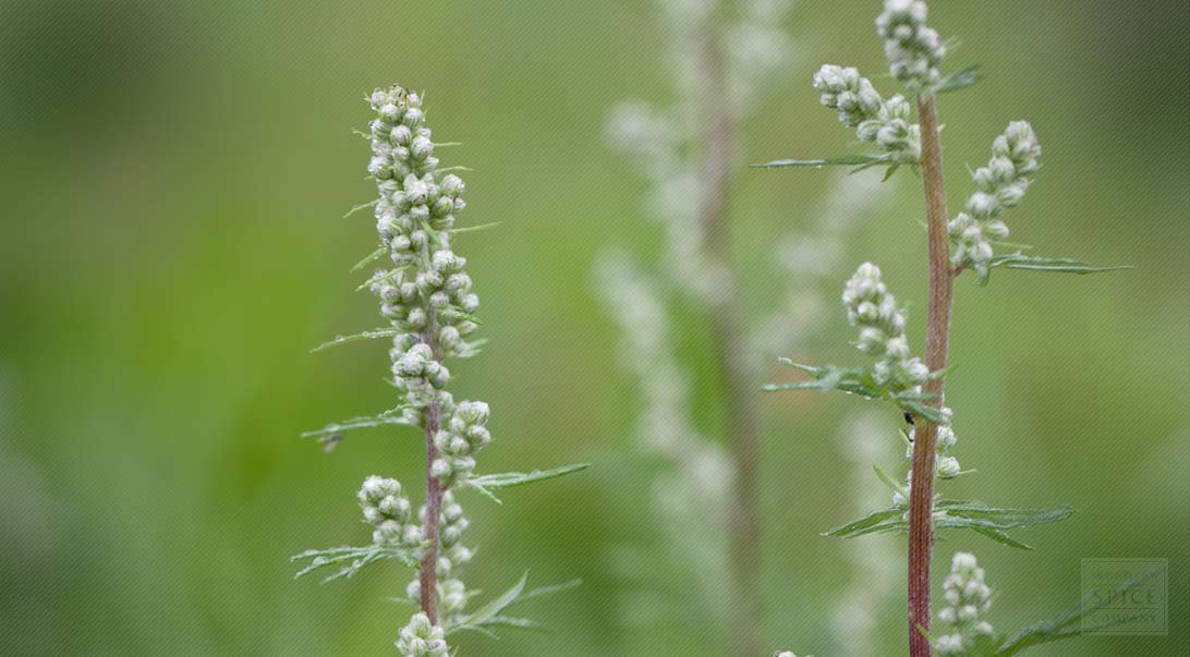 Mugwort