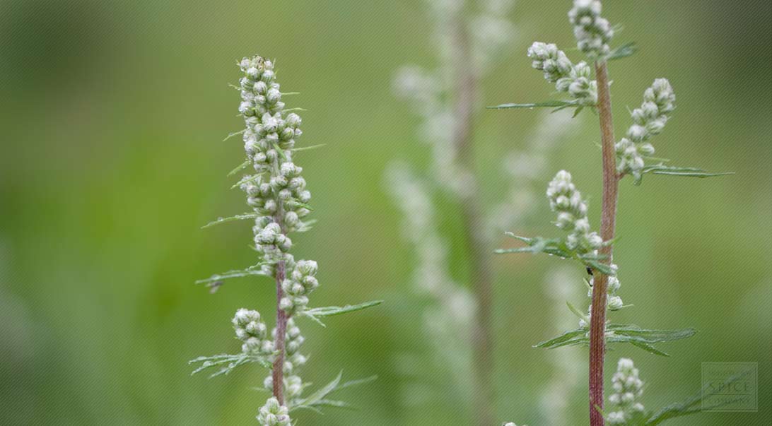 Wholesale Organic Mugwort | Monterey Bay Herb Co