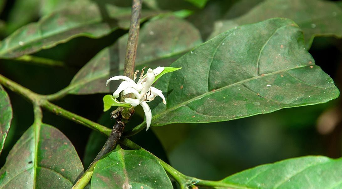 Wholesale Muira puama Monterey Bay Herb Co