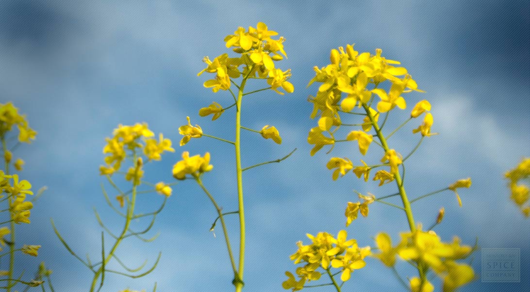 Mustard seed