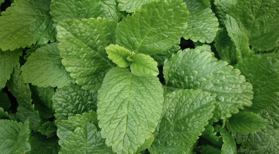 Lemon Balm