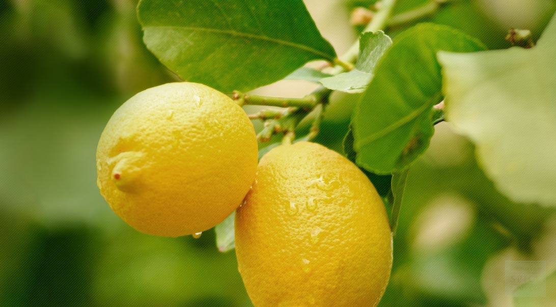 Lemon peel