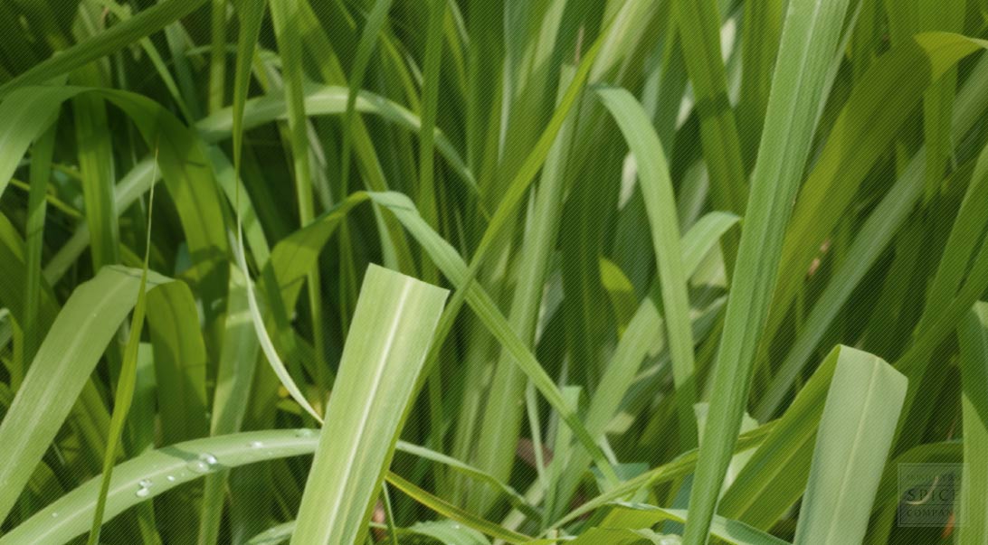 Lemongrass