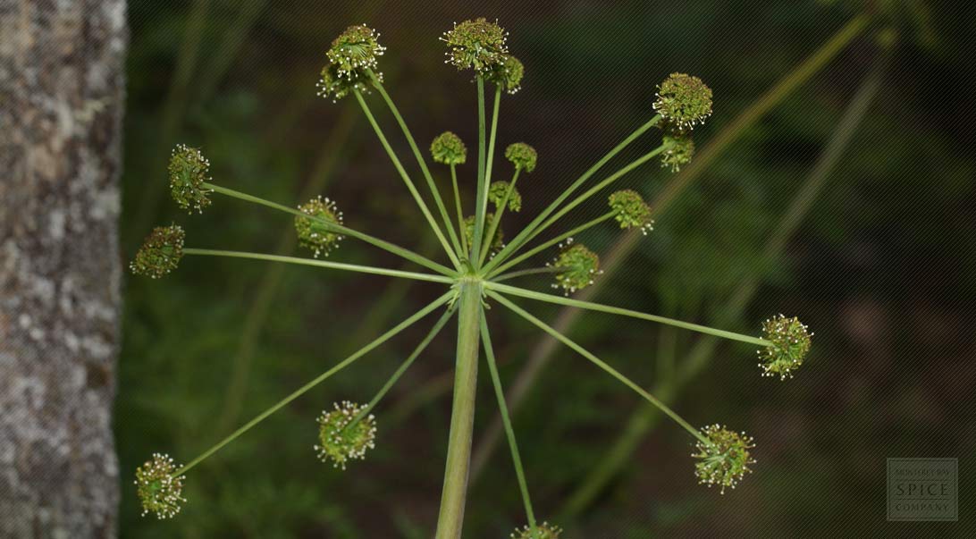 Wholesale Lomatium Monterey Bay Herb Co