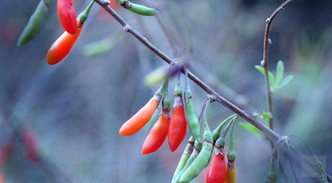 Lycii berry / Goji berry