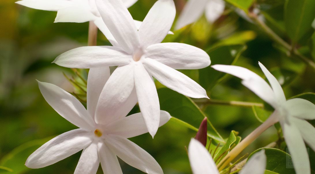 Jasmine Flower History and Jasmine Flower Medicinal Uses