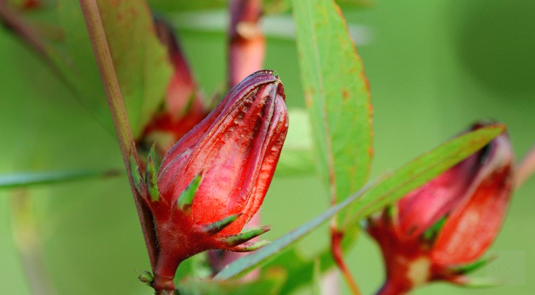 Hibiscus