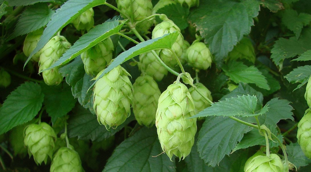 Hops