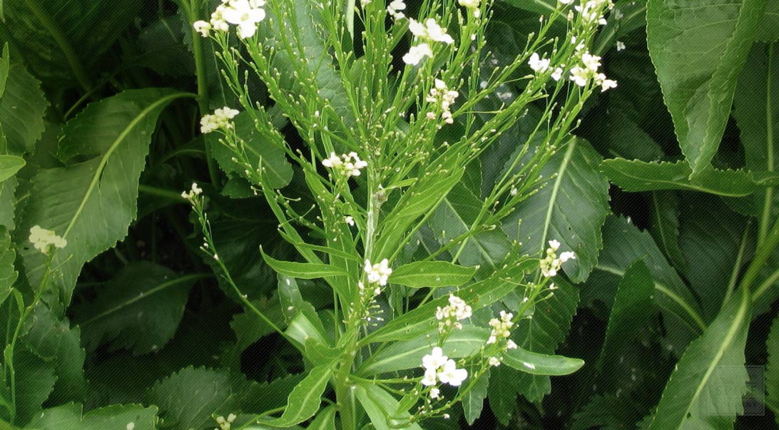 Horseradish